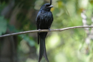 Drongo - brojna šipka sparrow